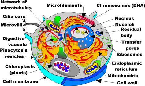 Cell Cell Structure Cell Wall Cell Membrane Mitochondria Chromosome