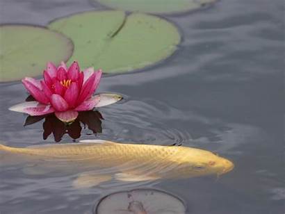 Fish Koi Pond Water Lily Leaves Flower