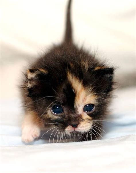 123 Best Calico Kittens Images On Pinterest Cute Kittens Kittens And
