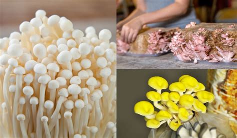 how to grow mushrooms from mushroom growing kits