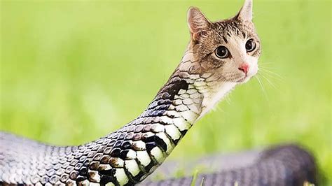 Hybrid Animals Snake And Cat In Photoshop Funny Animal Editing On