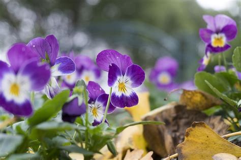 Flower Nature Purple Free Photo On Pixabay Pixabay