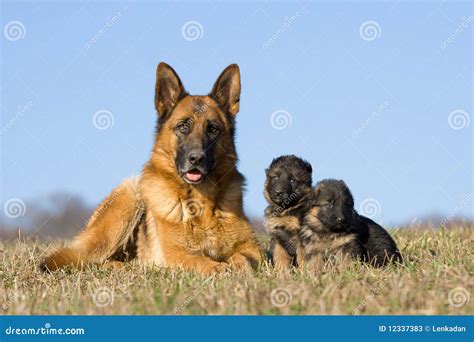 Female German Shepherd Dog With Puppies Stock Image Image Of Nature
