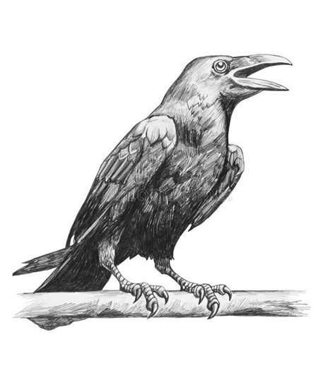 Pencil Drawing Of Raven Stock Illustration Crows Drawing Bird Drawings Pencil Drawings