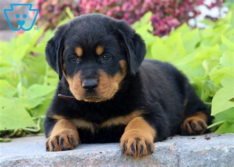 Maybe you would like to learn more about one of these? Phoenix | Rottweiler Puppy For Sale | Keystone Puppies