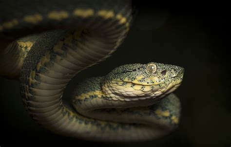 Wallpaper Look Nature Snake Reptile Cold Blooded Animal Images For