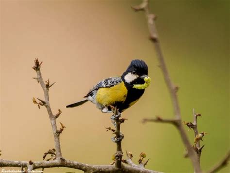 Top 25 Wild Bird Photographs Of The Week Birds With Yellow Plumage