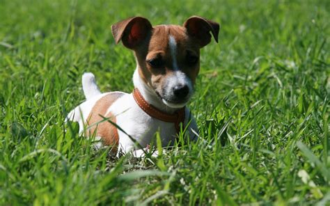 Jack Russell Terrier Wallpapers And Images Wallpapers Pictures Photos