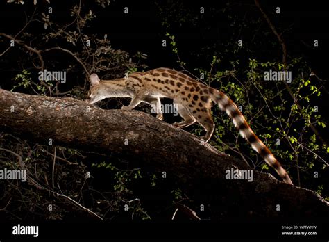 Rusty Spotted Panther Genet Genetta Maculata Walking Along Branch