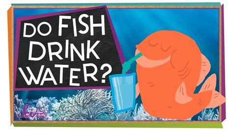 It's starting to cause health problems. Do Fish Drink Water? - YouTube