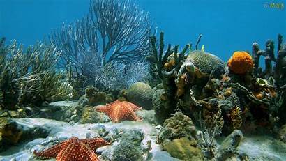 Fundo Mar Parede Papel Starfish Coral Mares