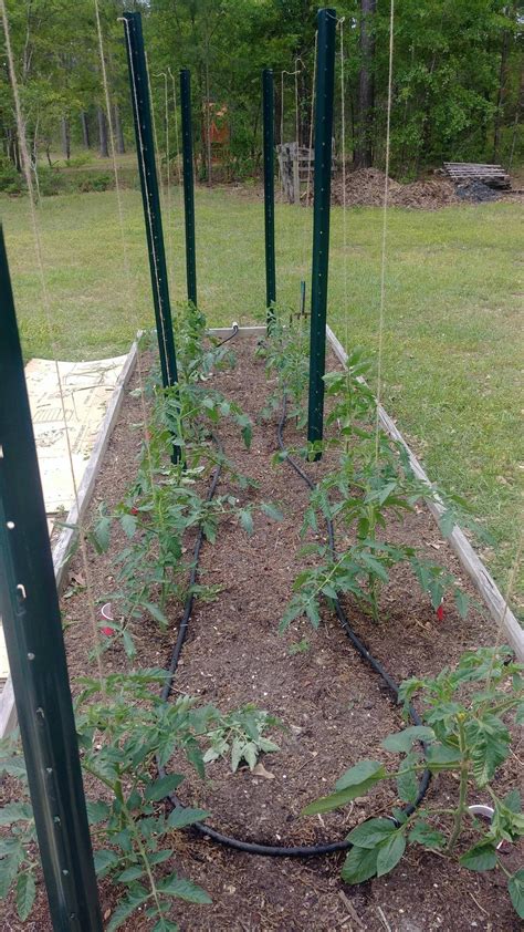 After Trying Several Different Tomato Trellis Methods Over The Years