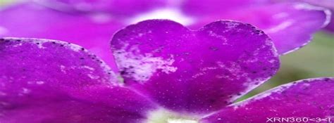Purple Flower Photography Awesome Macro Facebook Cover Facebook Covers