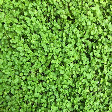 Corsican Mint Ground Cover Plant Seed