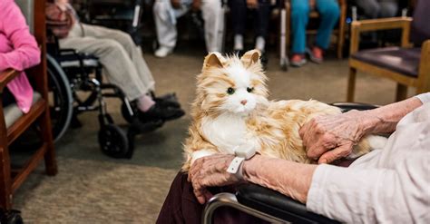 Therapy Cats For Dementia Patients Batteries Included The New York Times