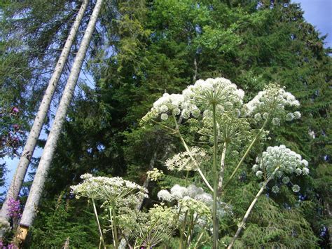 What Is Giant Hogweed The Uks ‘most Dangerous Plant