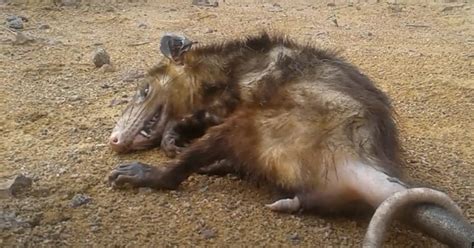 Vídeo Resgatado na Serra gambá se finge de morto até ser solto na