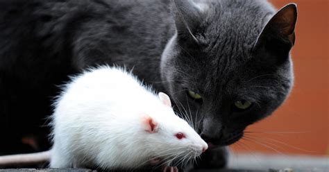 Cats Bad At Nabbing Rats But Feast On Other Beasts Wired