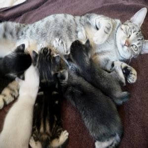 How to tell if your cat is pregnant. How Can I Tell When My Cat Will Give Birth? - Can I Give ...