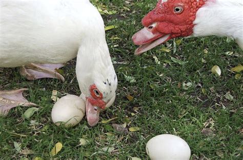 Telur ayam negeri bertahan berapa lama. Berapa lama itik duduk di telur untuk keluaran