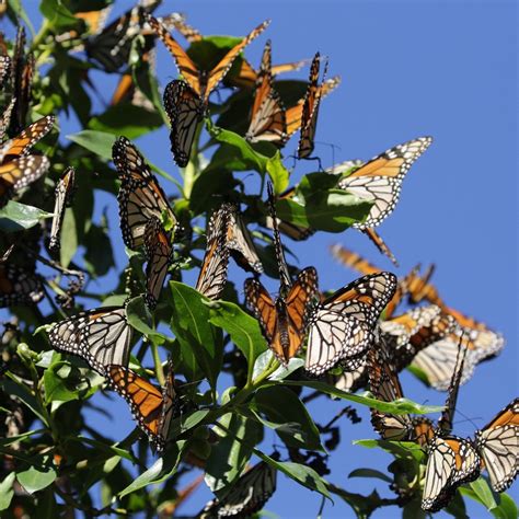 Monarch Butterfly Grove Pismo Beach Lohnt Es Sich Mit Fotos