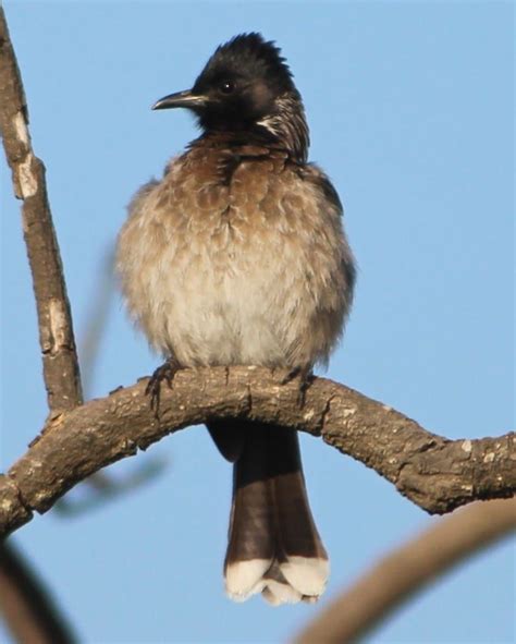 Common Bulbul Nashik Maharastra Jan 2020 Pc Prasad N India