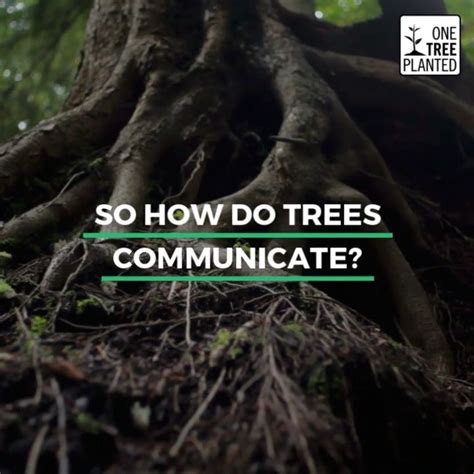 How Trees Communicate Video Trees To Plant One Tree Tree