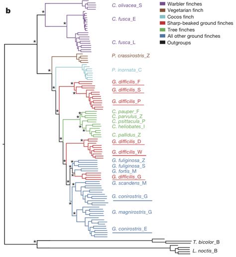 The Genealogical World Of Phylogenetic Networks Darwins Finches