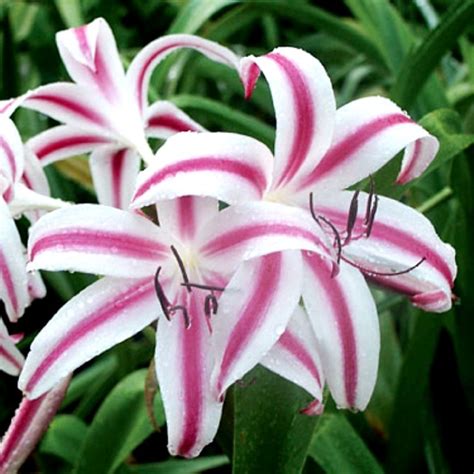 Crinum Lily Star Bulbs Buy Online At Cheap Price On
