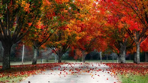 4k Colorful Leaves Wallpapers High Quality Download Free