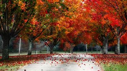 Fall Wallpapers 4k Autumn Colorful Ultra Leaves