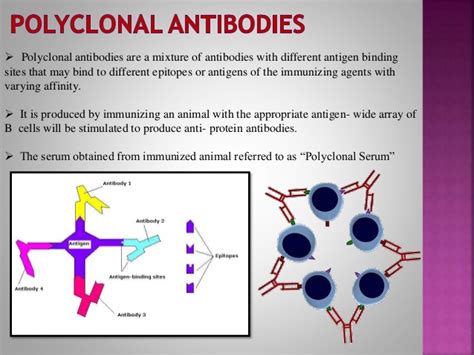 In a healthy immune system, antibodies are produced by white blood cells in response to a foreign invader. Monoclonal Antibodies & Antibody Engineering