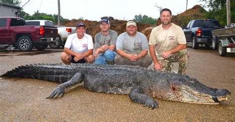 look mississippi state record gator measures over 14 feet long