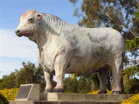 Rockhampton Bull Statues Attraction Tour Rockhampton Queensland