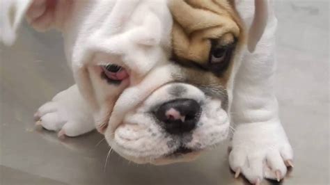 29 English Bulldog Cherry Eye Picture Bleumoonproductions