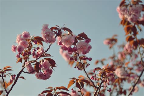 Fond D Cran Rose Printemps Branche Flore Fleur De Cerisier
