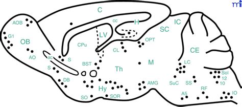 Schematic Representation Of A Sagittal Section Of The Mouse Brain