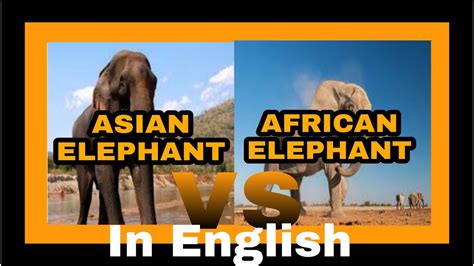 african elephant vs asian elephant comparison in english youtube