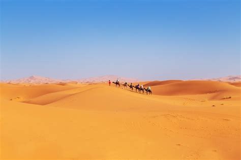 Caravana De Camelos Ao Pôr Do Sol No Deserto Do Saara Foto Premium