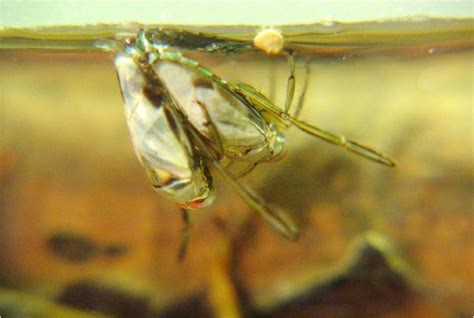 To Swim Underwater Some Insects Carry A Bubble As A Lung The New