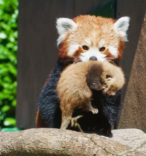 Longleats Red Panda Cubs Visible For The First Time Red Pandazine