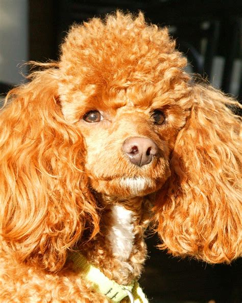 17 Best Images About Beautiful Poodles On Pinterest French Poodles
