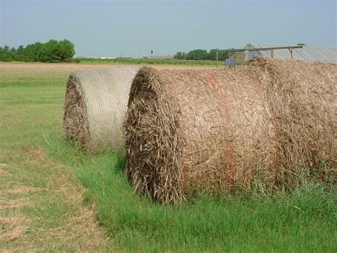 Al Hay Panhandle Agriculture