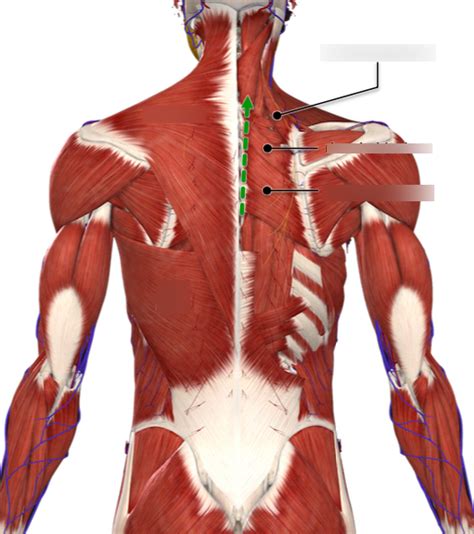 Superficial Back Muscles Diagram Quizlet