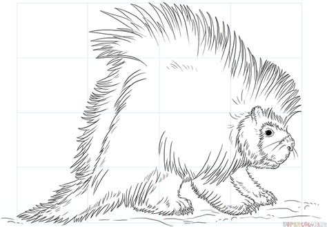 How To Draw A Porcupine Step By Step Drawing Tutorials