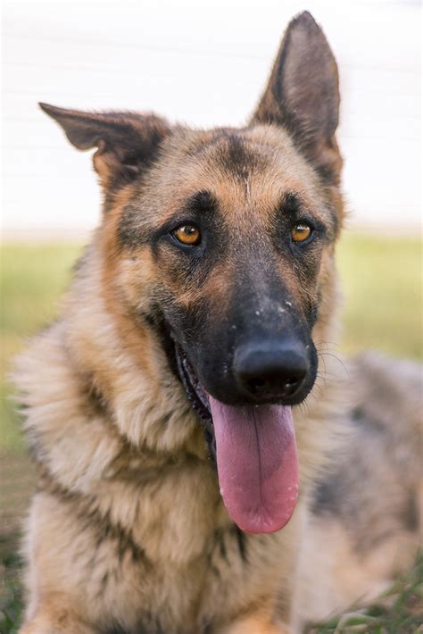 Tzu Austin German Shepherd Dog Rescue