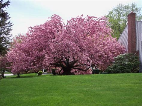 4 Best Cherry Trees To Grow In The South