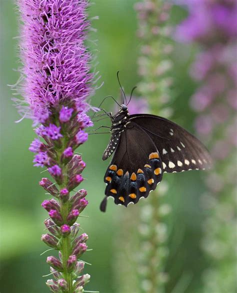 One way to invite butterflies to your garden is to plant flowering trees. Attract Butterflies to Your Garden with Liatris | Flower ...