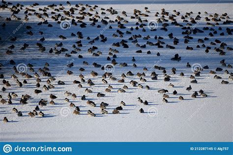 Flock Ducks On Frozen Pond In Snowy Park Wintering Ducks Stock Image
