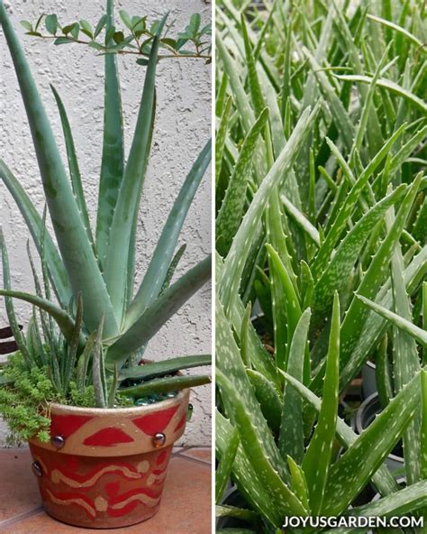 How can i save money? How to Care for an Aloe Vera Plant | Joy Us Garden